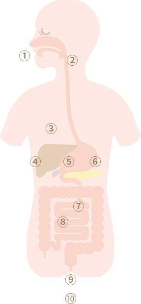 消化器内科イメージ